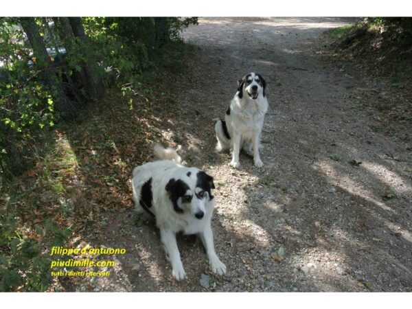 HIking Apennine