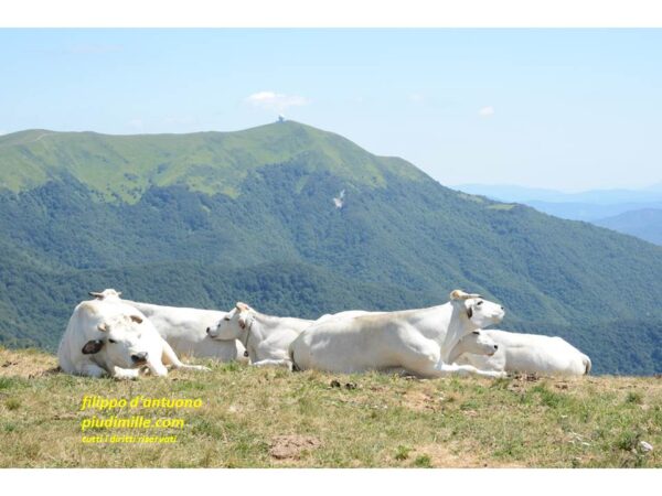 HIking Apennine