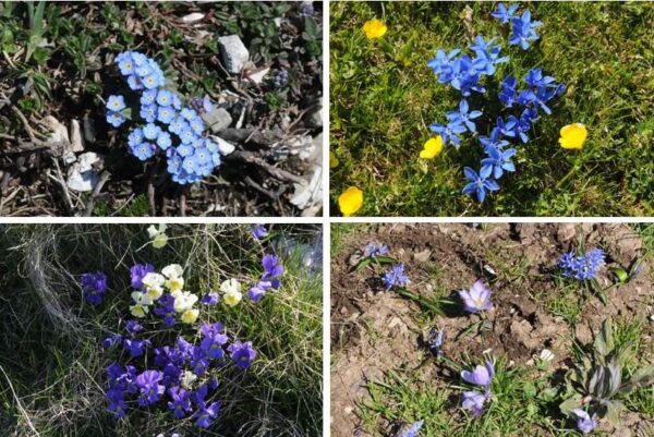 fiori del catria