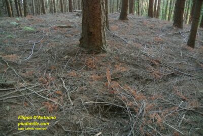 rami caduti in foresta: rischio di inciampare