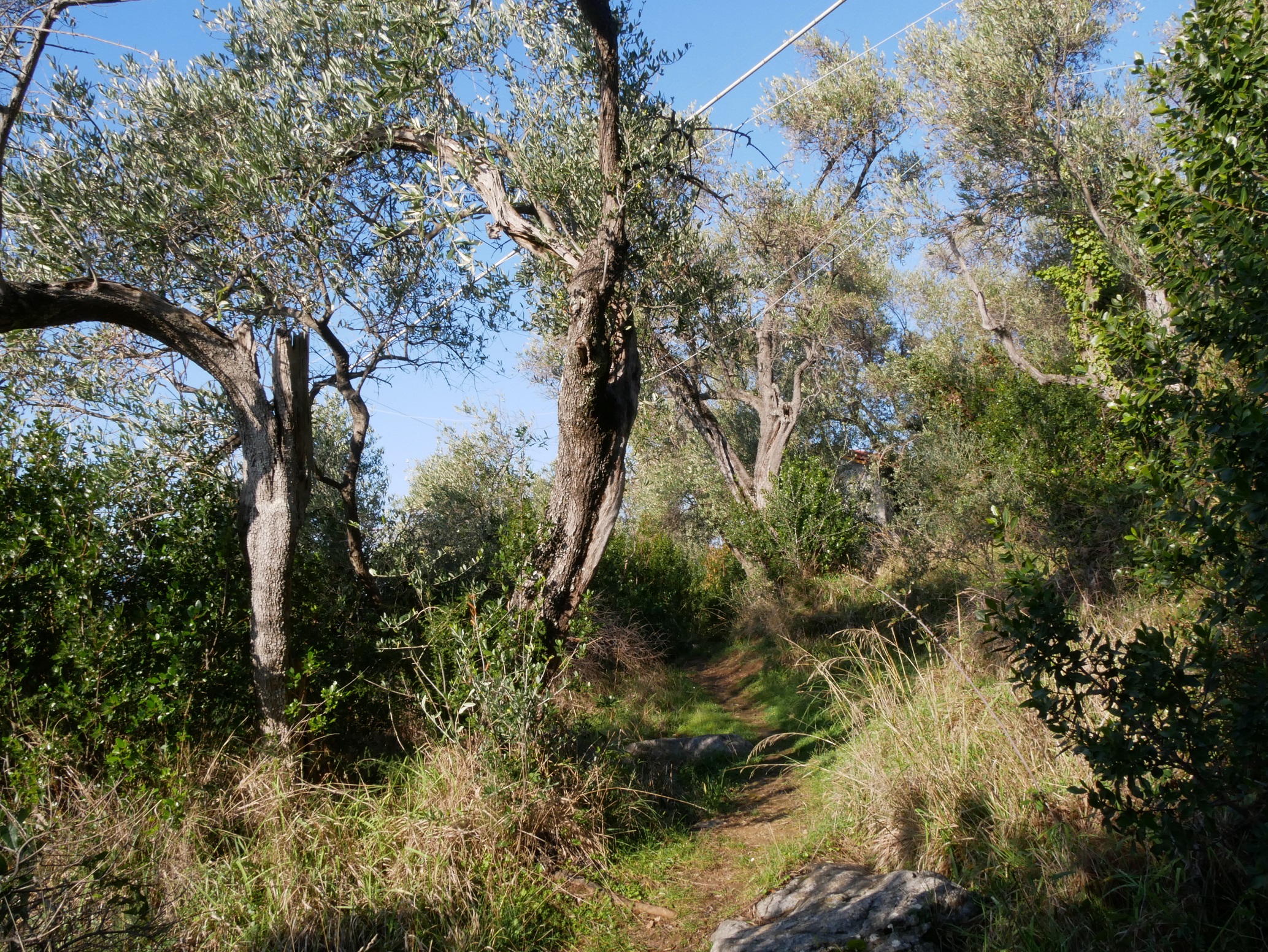 Bagno di bosco a Portesone Tellaro