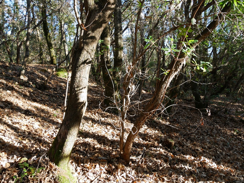 Bagno di Bosco a monte Branzi