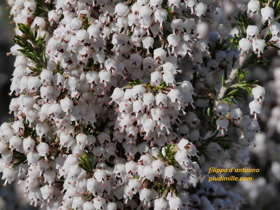 fioritura di erica arborea