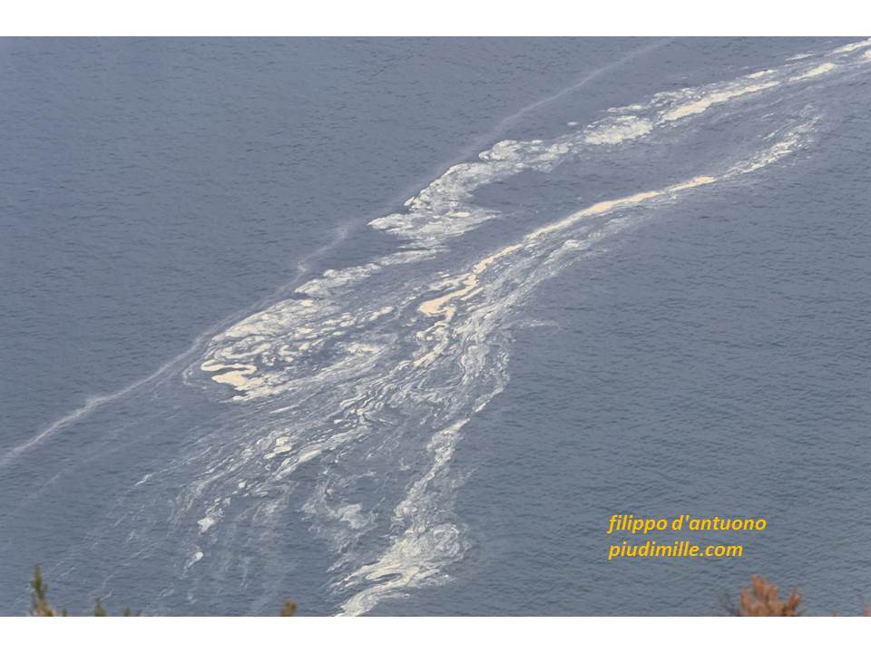 disegni di polline sul mare